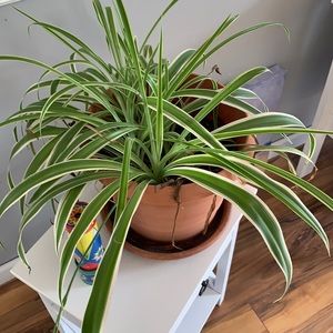 Meet your Posher, Bev